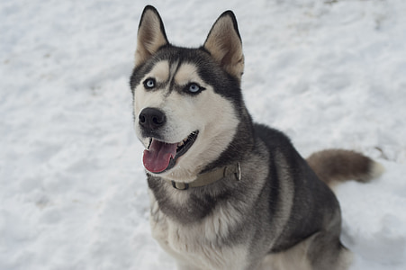 赫斯基, 狗, 西伯利亚雪橇犬, 狗拉雪橇, sibirian 赫斯基