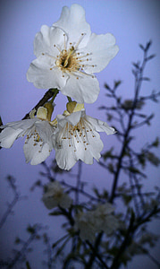 o flor de pêssego, flor de pêssego, flor, planta
