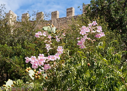 flowers, wall, castle, blossom, bloom, stone, plant