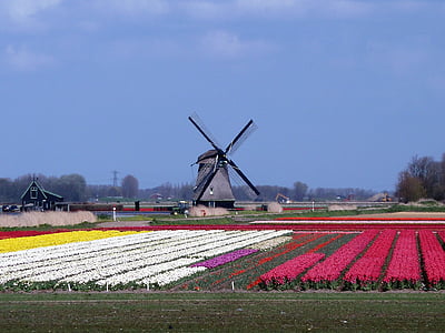mill, landscape, holland, spring, tulip, dutch landscape