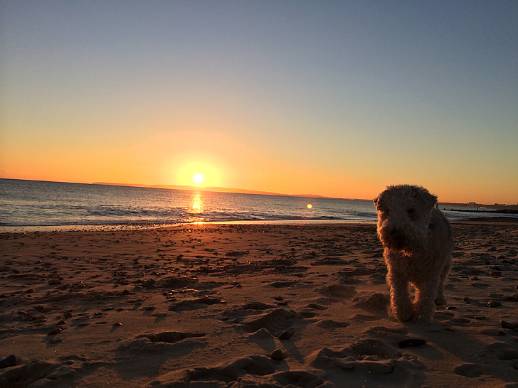 Christchurch, Dorset, puesta de sol, Lakeland, Terrier, Playa, perro