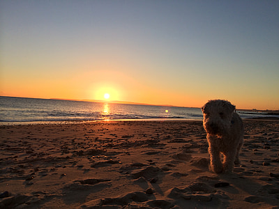 Крайстчерч, Dorset, Захід сонця, Lakeland, тер'єр, пляж, собака