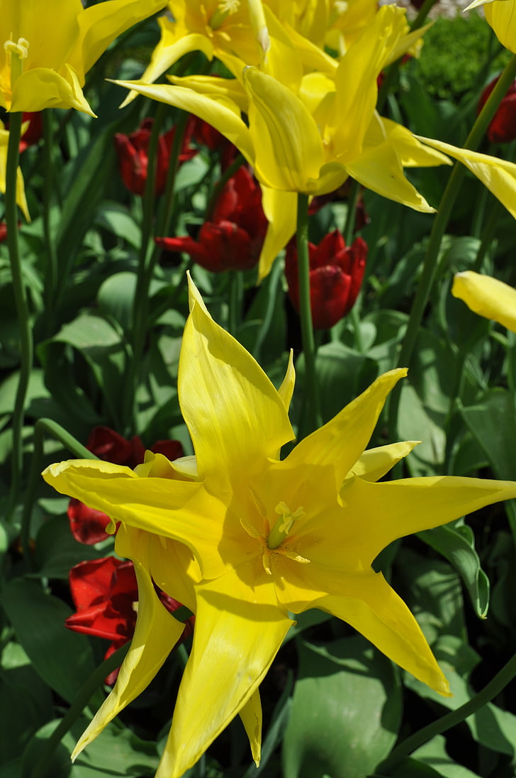 Tulip, kvet, kvet, kvet, žltá, jar