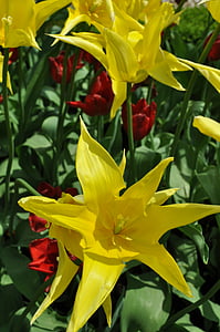 tulpė, gėlė, žiedų, žydėti, geltona, pavasarį