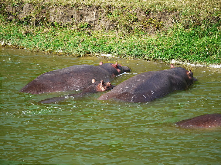 hippos, laistīšanas caurums, dzīvnieki, ģimenes, bērnu, snaudā, Uganda