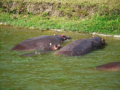 hipopótamos, pozo de agua, animales, familia, bebé, Doze, Uganda