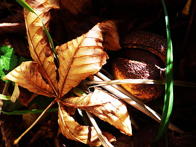 Chestnut, ark, efterår, tørre blade, fosteret, træ, plante