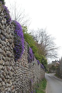 enredadera, pared, púrpura, escalador, florece, decorativo, flor
