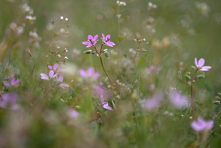 Blume, Camp, violett, kleine, Wild, Natur, Wachstum