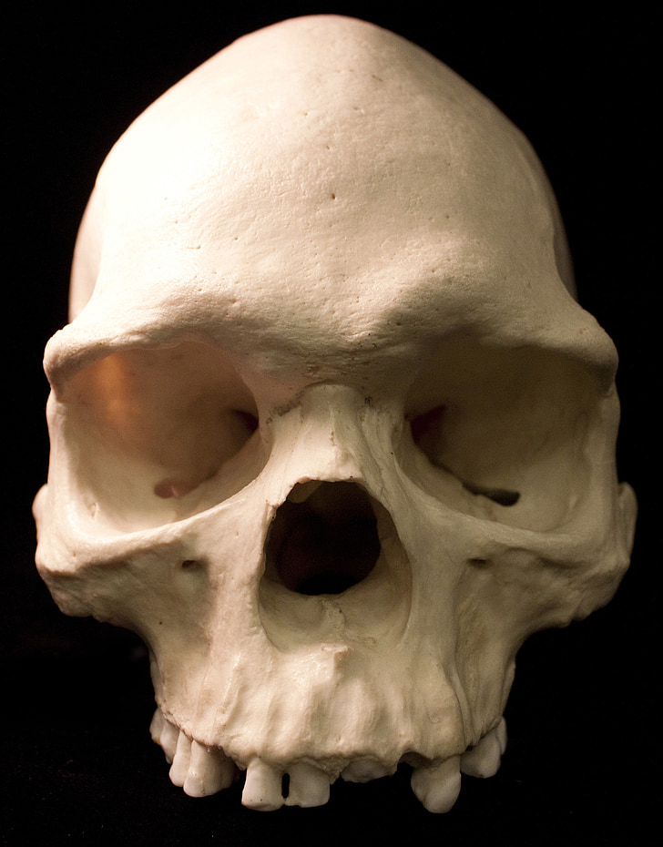 череп, скелети, костите, страх, терор, смърт, антропология