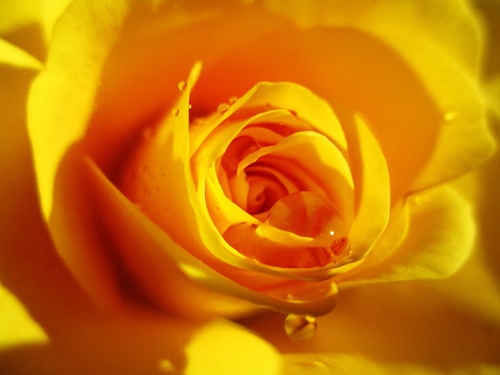 rose, yellow, flower, rose bloom, bright yellow, drop of water, beaded