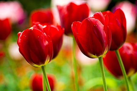 bunga, Tulip, musim semi, alam, bunga, musim, kelopak