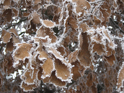 Frost, härmatis, külm, külmutatud, talvel, Jäine, jää