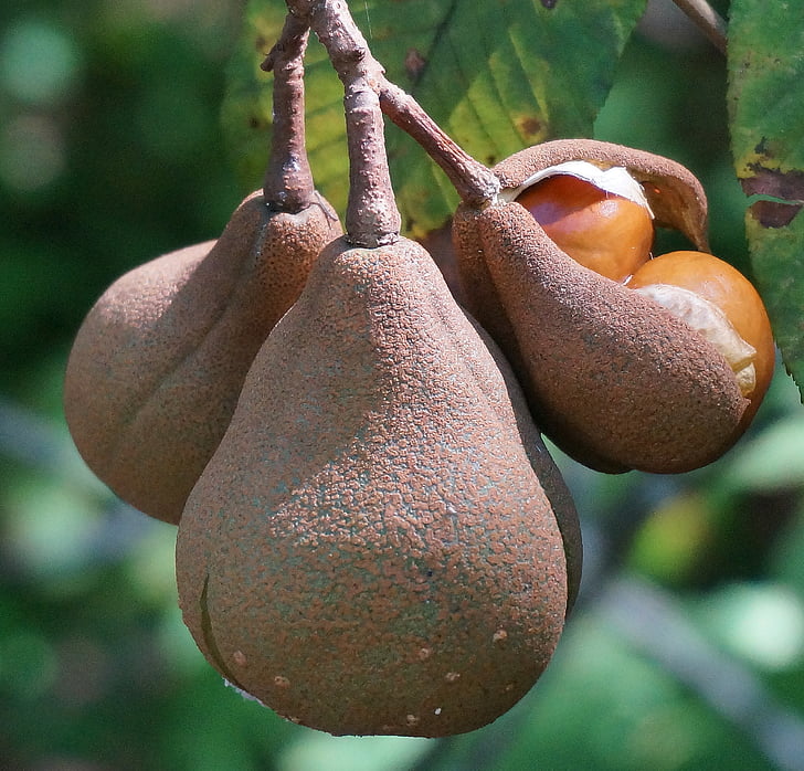 japāņu horse chestnut pākstis, atvēršana, Horse chestnut, riekstu pākstis, koks, atstāj, sēklas