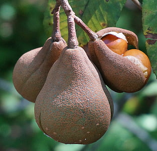 japanese horse chestnut pods, opening, horse chestnut, nut pods, tree, leaves, seeds