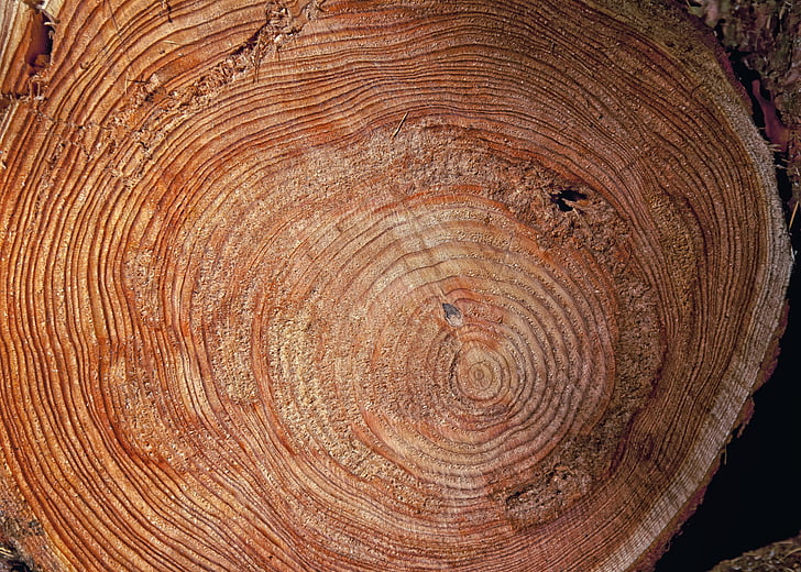 log, tahunan cincin, seperti, menggergaji, hutan, kayu, pohon