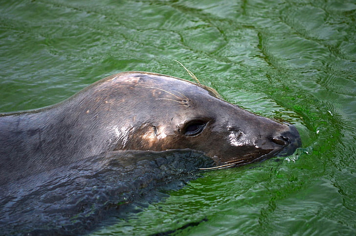 seal, howler, robbe, swim, nature, snout, diving