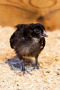 animal, baby, bird, black, chick, chicken, creature