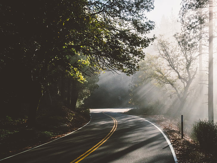 roadway, foggy, forest, travel, curve, road, tree