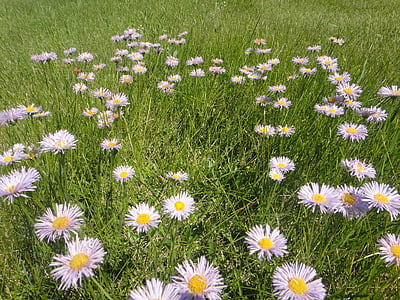 Blumen, Feld, Prairie, Landschaft, Öffnen Sie Feld, Felder, Natur