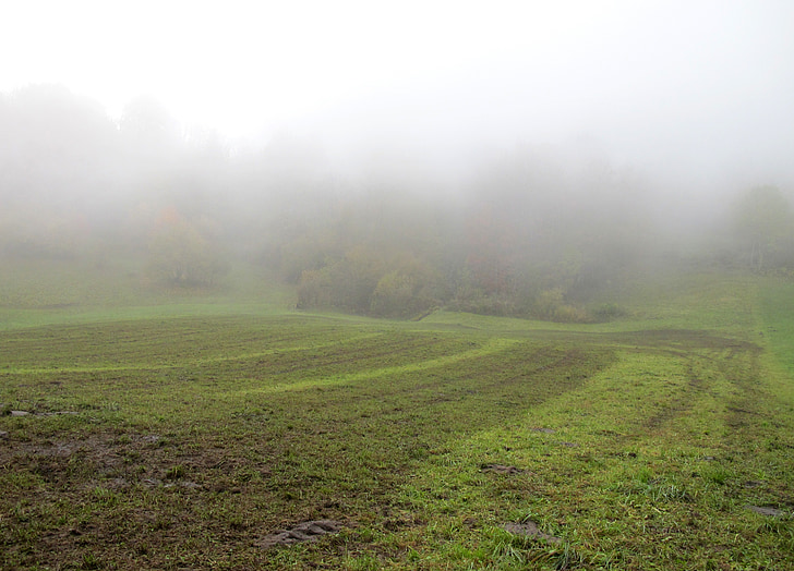 otoño, niebla, arable, naturaleza