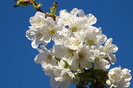 vyšnia, gėlės, Gamta, pavasarį, balta, sodas, žydėjimo