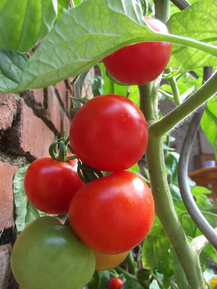 tomate, planta, produtos hortícolas, comida, saudável, vermelho, Frisch