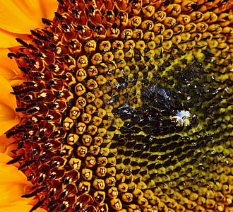 Sun flower, slunečnicová semena, léto, závod, květiny