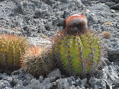 Cactus, fleurs de cactus, Pierre de lave, Bonaire