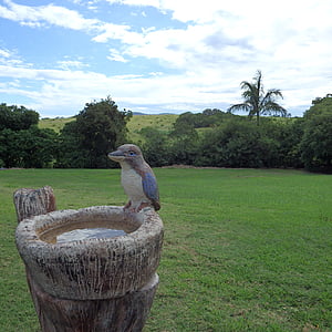 kookaburra, декоративни, птица баня, селски, страна, баня, птица