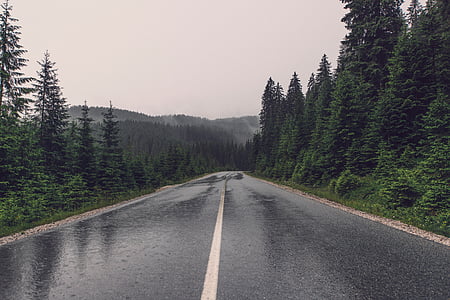 road, rain, trees, forest, woods, travel, adventure