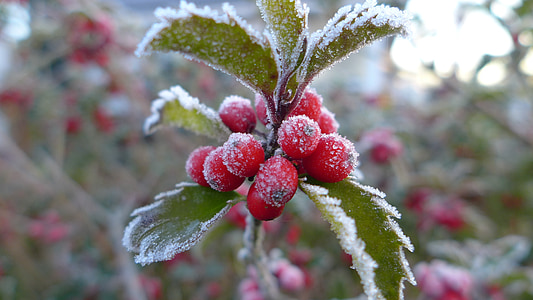 late autumn, ripe, hoarfrost, berries, red, cold, morgenrot