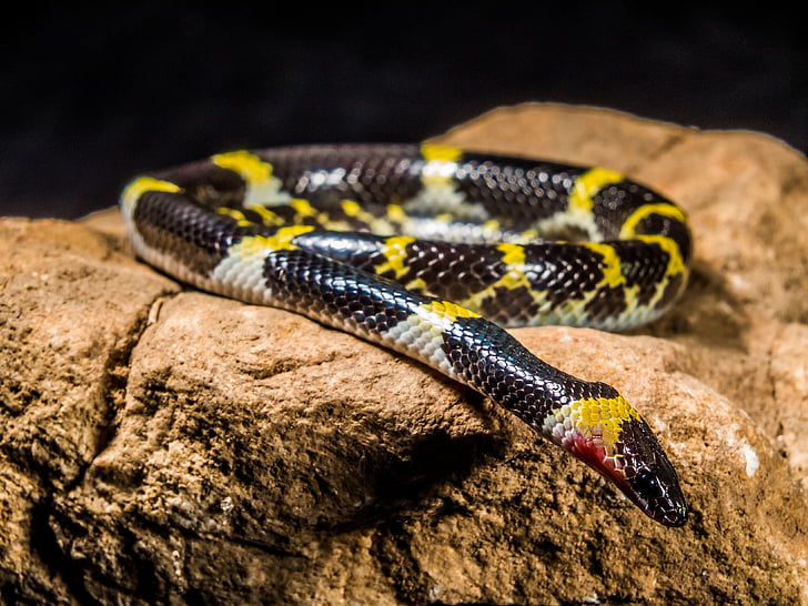serpent, jeune serpent, noir jaune, non toxique, reptile