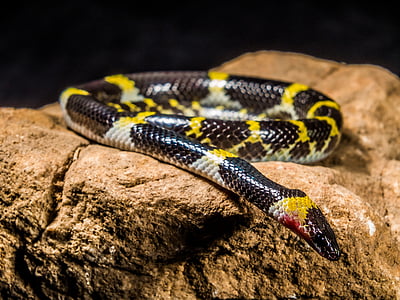 serpente, giovane serpente, nero giallo, non tossico, rettile