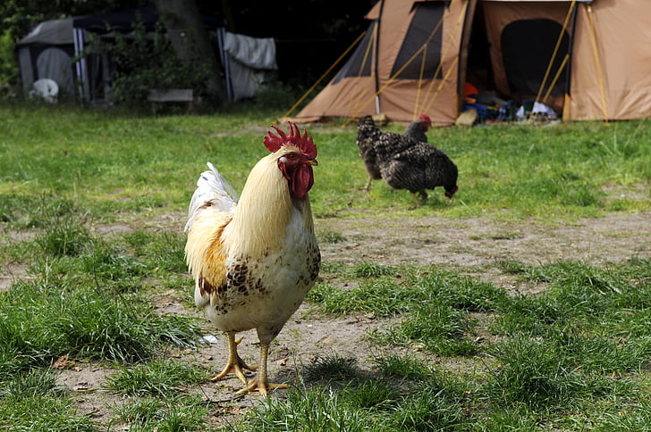 frango, Hahn, área de camping, acampar, acampamento, galinhas, agricultura
