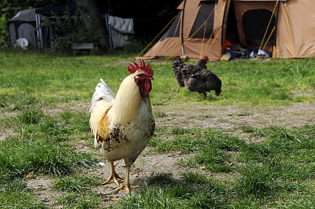 κοτόπουλο, Hahn, χώρος κατασκήνωσης, κάμπινγκ, στρατόπεδο, κοτόπουλα, Γεωργία