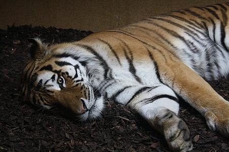 tigre, animals, zoològic