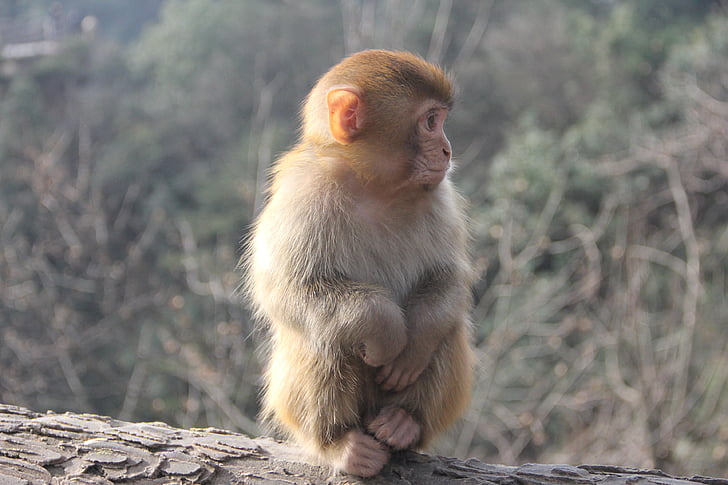 Monkey, Zhangjiajie, djur