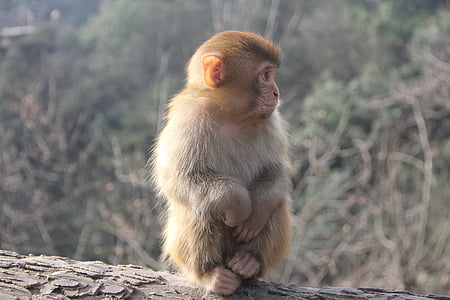 macaco, Zhangjiajie, animal
