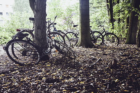 bánh xe, xe đạp, bánh xe, xe đạp, Meadow, bóng tối, ánh sáng