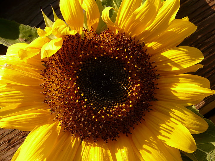 Цветок солнца, Helianthus annuus, цветок, Природа, завод, Блоссом, Блум