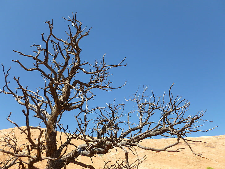 puščava, suša, suho, narave, pesek, drevo, usahla