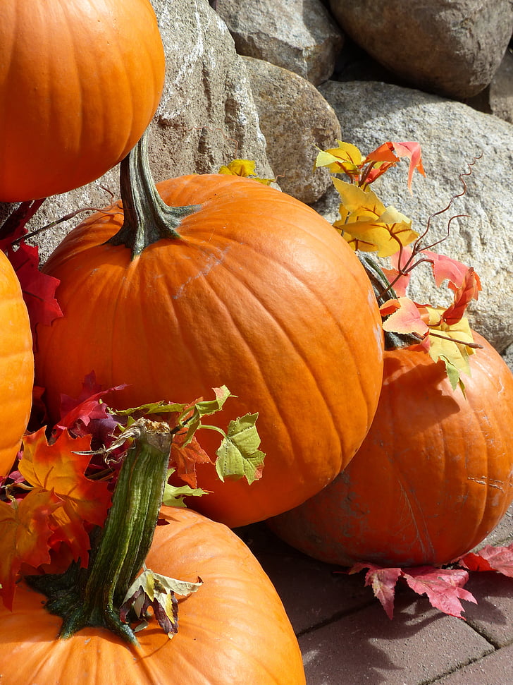 pumpkin, autumn, fall, fruit, arrangement, colorful, season