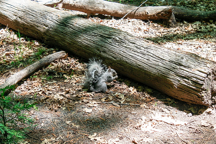 orav, Yosemite, Ameerika Ühendriigid, näriline, loodus, looma, Park