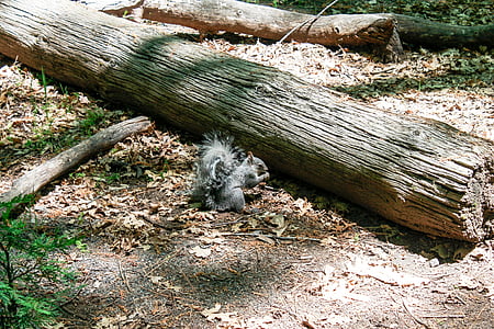veverica, Yosemite, ZDA, Glodavci, narave, živali, Park