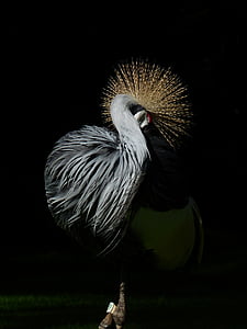 spring crown, crane, bird, spring dress, tufts of hair, standing out, south africa grey crowned crane
