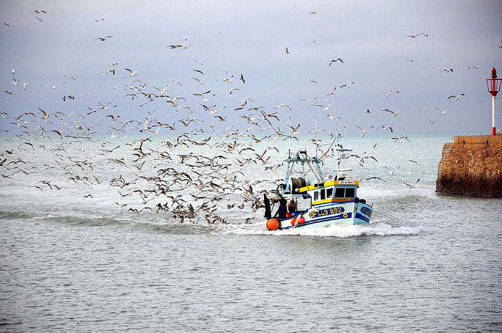 fishing boat, birds, seagulls, water, ocean, sky, sea