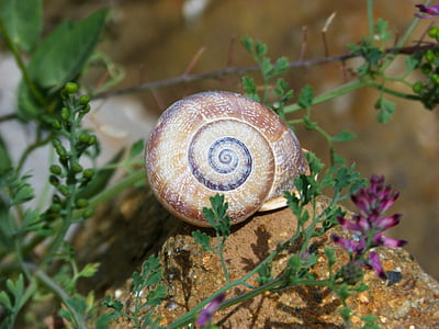 snigel, spiral, skönhet, Shell