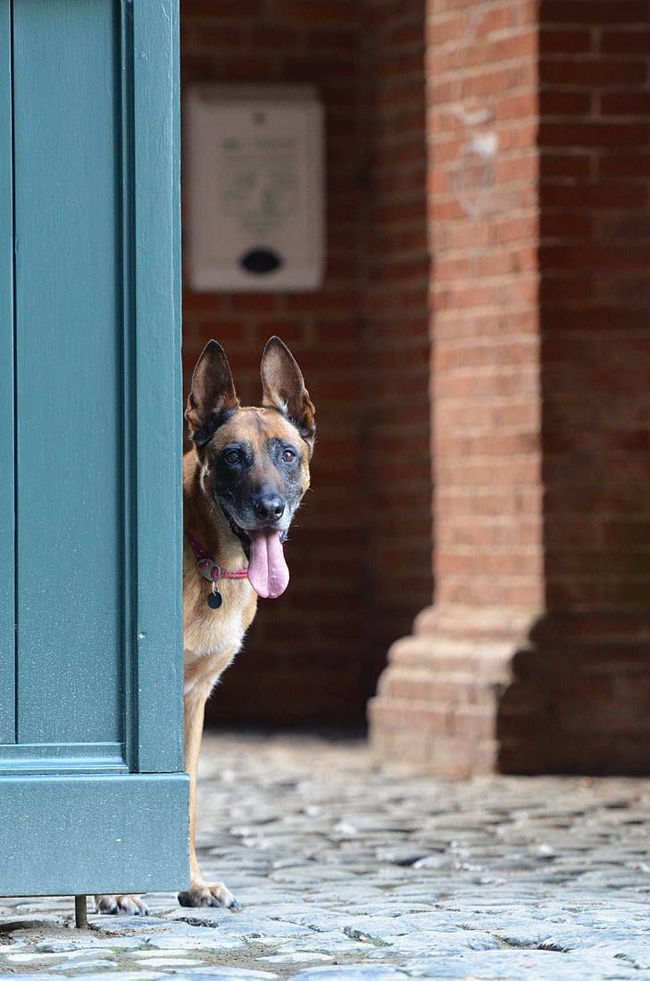 Malinois, puerta, perro belga del pastor, perro, animales de compañía, animal, canino