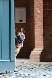 Malinois, puerta, perro belga del pastor, perro, animales de compañía, animal, canino